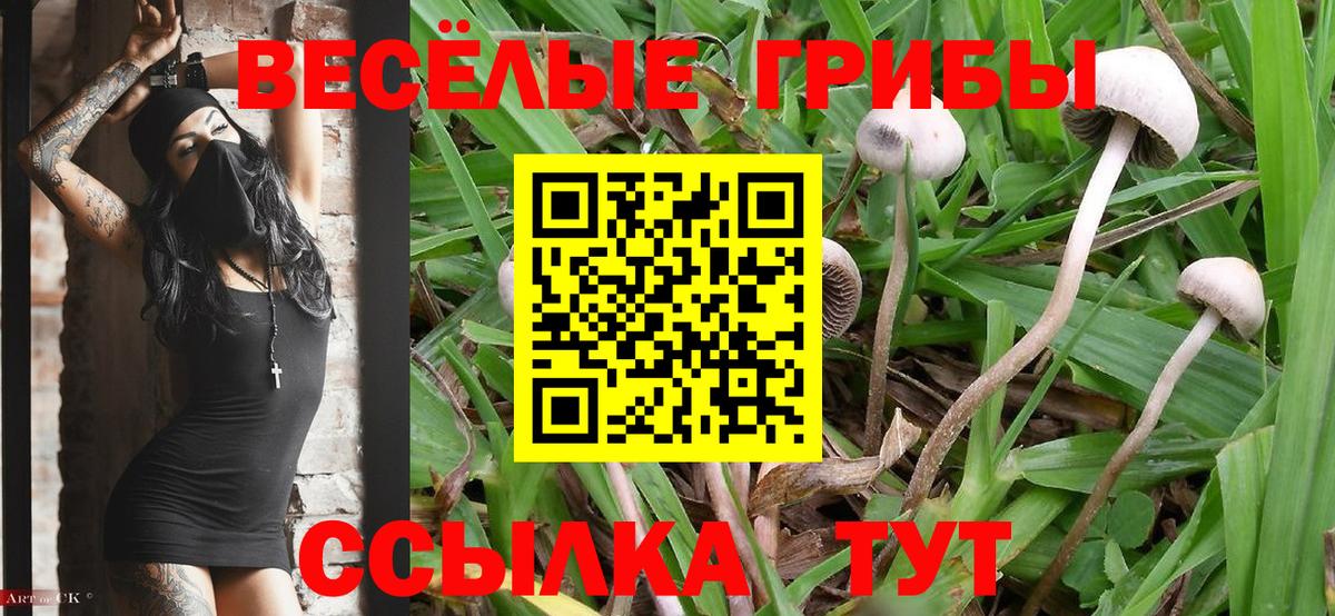Псилоцибиновые грибы Cubensis Азнакаево